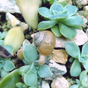 かたつむり,多肉植物,セダム属,多肉寄せ植え,お庭の植物の画像