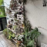 ペチュニア,ペチュニア,モンステラ,モンステラ,オリヅル蘭の画像