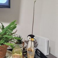 アボカド,アボカド,水族館でお迎えしたペンちゃん,発芽,種からの画像