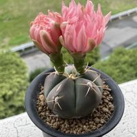 ペンタカンサ,サボテンの花,ピンク！,ベランダの画像