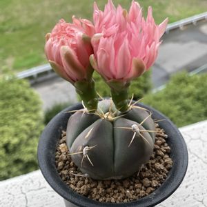ペンタカンサ,サボテンの花,ピンク！,ベランダの画像