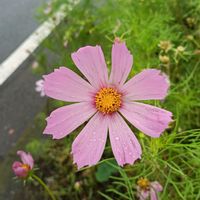 コスモスの画像