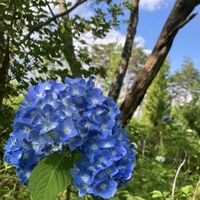 アジサイ,ウツボグサ,アメリカンブルー,パンジー・ビオラ,ヒマワリの画像