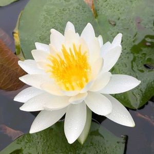 スイレン,睡蓮,ヒツジグサ,未草,雑草の画像