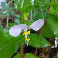 ツユクサ,ヒメシャラ,白い花,近所の公園,蕊好きの画像