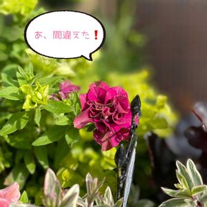 八重咲きペチュニア,ナチュラルガーデン,ジャンクガーデン,シェードガーデン,枝変わりの画像
