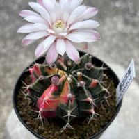 サボテン,白閃小町,緋牡丹錦(ギムノカリキウムミハノビッチ),サボテンの花,ダイヤモンドアートの画像