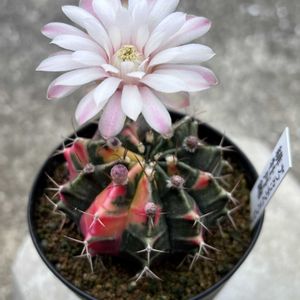 サボテン,白閃小町,緋牡丹錦(ギムノカリキウムミハノビッチ),サボテンの花,ダイヤモンドアートの画像