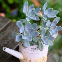多肉植物,ベランダガーデニング,多肉植物のある暮らし,癒し…♡,自作リメ鉢の画像