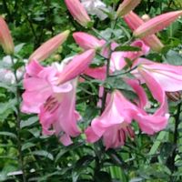 鉢植え,植えっぱなし,南側の花壇,ピンク色は、恥じらい、はにかみ,どんな花も愛おしい❗の画像