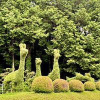 フクシア,ベゴニア,ツゲ,ツゲ,お出かけ先の画像