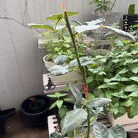 バラ,ブラックバッカラ,ガーデニング初心者,ばら バラ 薔薇,ベランダの画像