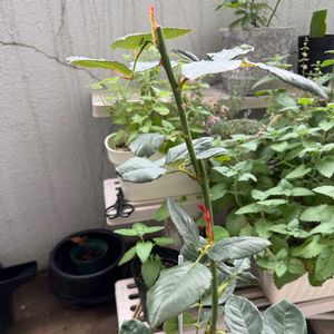 バラ,ブラックバッカラ,ガーデニング初心者,ばら バラ 薔薇,ベランダの画像