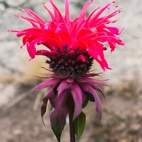 モナルダ,家庭菜園の画像