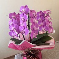 ミニ胡蝶蘭,部屋の画像