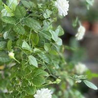 グリーンアイス,ミニ薔薇,季節の花,バラ・ミニバラ,おうち園芸の画像