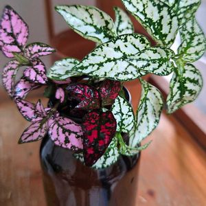 ヒポエステス,斑入り,緋花玉,サボテン ヒカダマ,カラーリ－フの画像