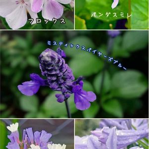 ナツツバキ,イジュ,マイガーデン*,マイガーデン,꒰ღ˘◡˘ற꒱かわゅ~の画像