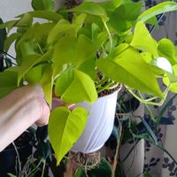 ポトス,ポトスライム,植物のある暮らし,植中毒,でけたしこ園芸の画像