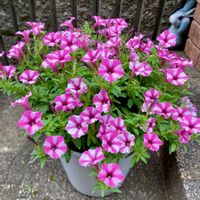 ペチュニア,サフィニア,スーパーチュニア,サフィニアアートあずきフラッペ,スーパーチュニア　ビスタミニ　ピンクスターの画像