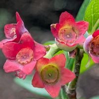 ブルーベリー,ブルーベリー,アメリカスグリ,ブルーベリーの花後,ブルーベリーの青実の画像