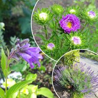 宿根草♪,お庭作り中,美しく青きドヨウ,愛しの紫,広い庭の画像