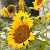 イチゴ,ダリア,ハブランサス,ヒマワリ,ご近所散歩の画像