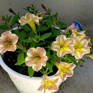 サフィニアアート,いつもありがとう♡,スマホ撮影,お花のある暮らし,お花は癒しの画像
