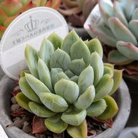 エケベリア,多肉植物,エケベリア属,癒し,梅雨を楽しむの画像