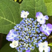 アジサイ サニーデイズ,紫陽花　サニーデイズ,ガーデニング,紫陽花 アジサイ あじさい,小さな庭の画像