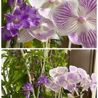 ウスネオイデス,デンドロビウム ビギバム,アスコフィネチア　チェリーブロッサム,Den.Kuniko"Jun",Phal.Kalala Hanaotomeの画像