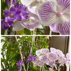 ウスネオイデス,デンドロビウム ビギバム,アスコフィネチア　チェリーブロッサム,Den.Kuniko"Jun",Phal.Kalala Hanaotomeの画像