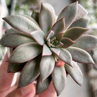 エケベリア,紅手鞠,カマノイ プエブラ,多肉植物,エケベリア属の画像