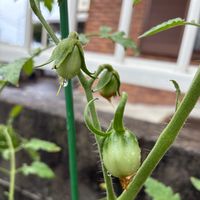 ミニトマト,家庭菜園の画像