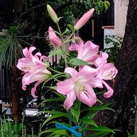 カサブランカ　ピンク,無農薬,無肥料,おうち園芸,庭の画像