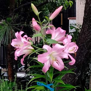 カサブランカ　ピンク,無農薬,無肥料,おうち園芸,庭の画像