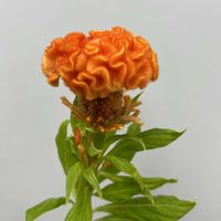 セダム,レモンリーフ,デルフィニウム,ケイトウ（鶏頭）,クルクマ（ウコン）の画像