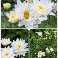 エリシマム,トケイソウ,小菊,②,③の画像