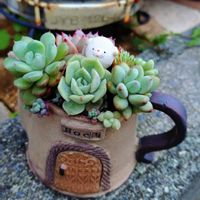 セダム,エケベリア,寄せ植え,多肉植物,小さな花壇の画像