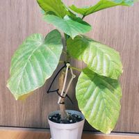 ウンベラータ,観葉植物,100均,ダイソーの画像