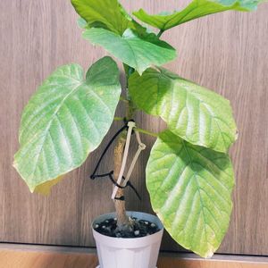 ウンベラータ,観葉植物,100均,ダイソーの画像