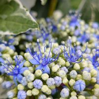 アジサイ,アマリリス,クレマチス,花のある暮らし,多肉のある暮らしの画像