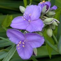 バジル,ローズマリー,ローズマリー,藤の花の実,バジルの花の画像