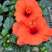 アロエ,ハイビスカス,多肉植物,花のある暮らし,オレンジ色の画像