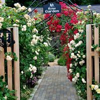 薔薇,綺麗な花,笑顔になる花,栃木花センター,可愛い癒しの画像