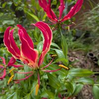 グロリオサ,グロリオサ,天草市,家庭園芸,季節の花便りの画像