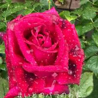 バラ,バラ大好き,お家園芸,バラの庭園をつくりたい,世界をもっとバラ色にbyハイポネックスの画像