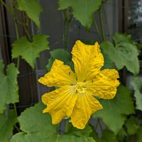アガパンサス,風船葛,きゅうり,ヘチマ（雄花）,ゴーヤー（雄花）の画像