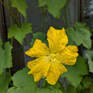 アガパンサス,風船葛,きゅうり,ヘチマ（雄花）,ゴーヤー（雄花）の画像