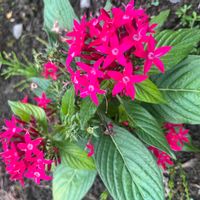 ペンタス,ペンタス,花のある暮らし,緑のある暮らし,植物のある暮らしの画像